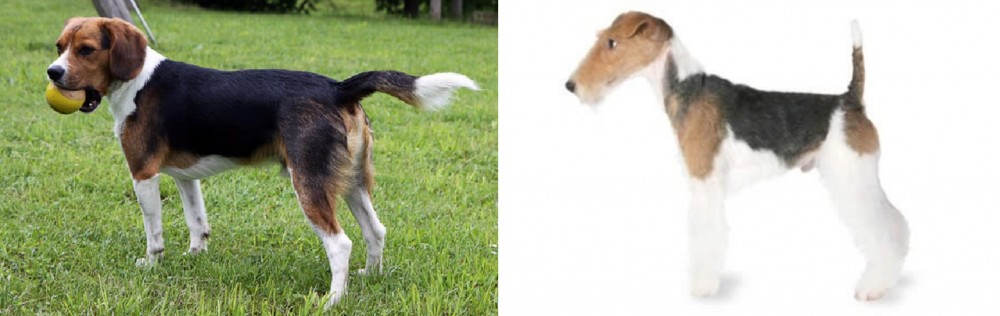 Fox Terrier vs Beaglier - Breed Comparison