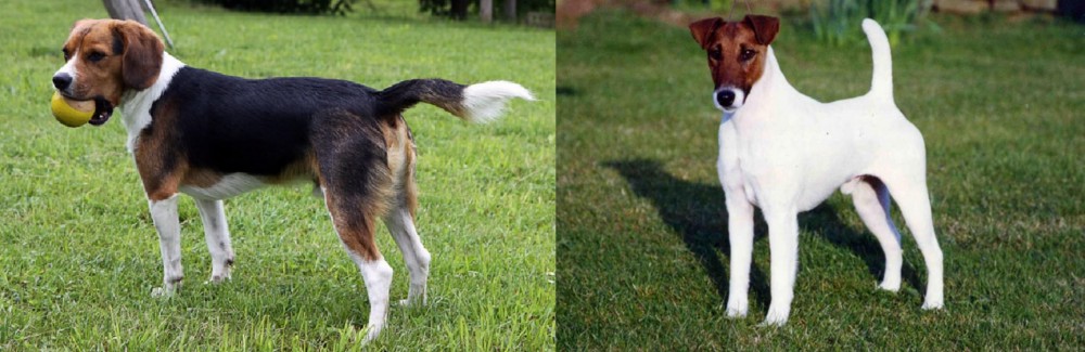 Fox Terrier (Smooth) vs Beaglier - Breed Comparison