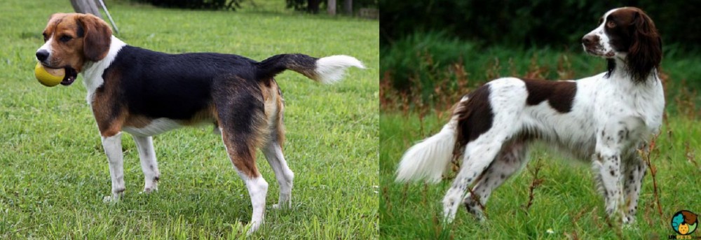 French Spaniel vs Beaglier - Breed Comparison