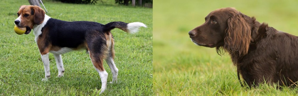 German Longhaired Pointer vs Beaglier - Breed Comparison