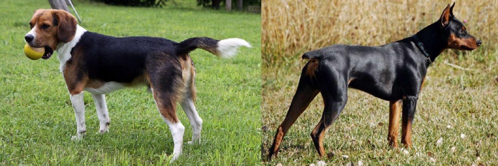 German Pinscher vs Beaglier - Breed Comparison