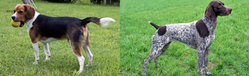 German Shorthaired Pointer vs Beaglier - Breed Comparison