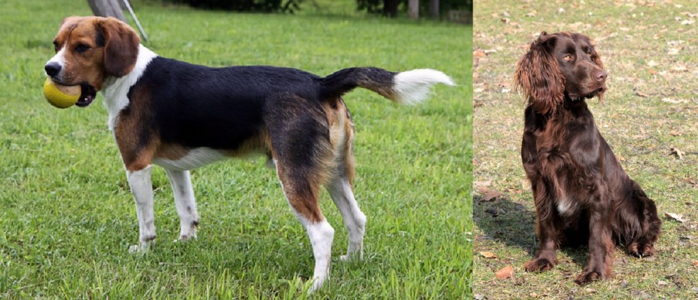 German Spaniel vs Beaglier - Breed Comparison
