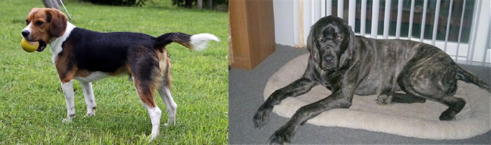 Giant Maso Mastiff vs Beaglier - Breed Comparison