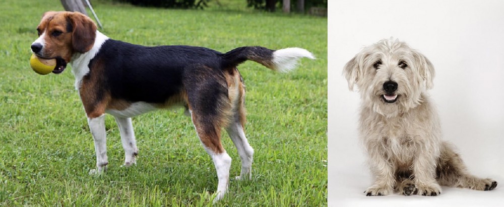 Glen of Imaal Terrier vs Beaglier - Breed Comparison