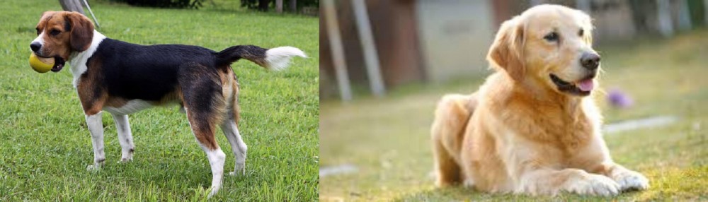 Goldador vs Beaglier - Breed Comparison