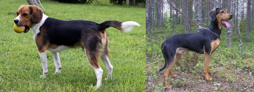 Greek Harehound vs Beaglier - Breed Comparison
