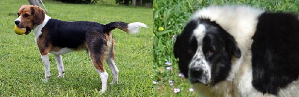 Greek Sheepdog vs Beaglier - Breed Comparison