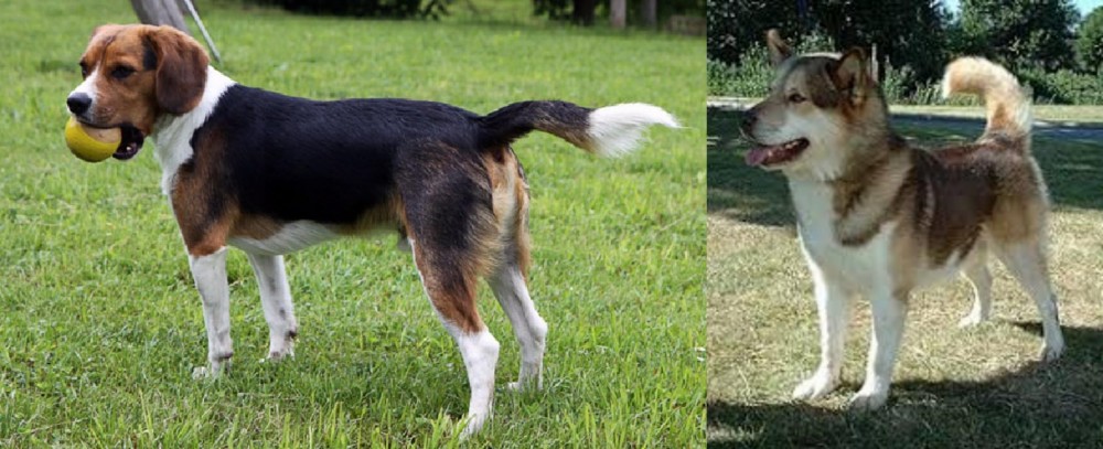 Greenland Dog vs Beaglier - Breed Comparison