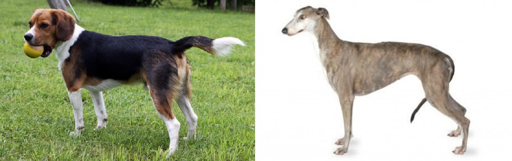 Greyhound vs Beaglier - Breed Comparison