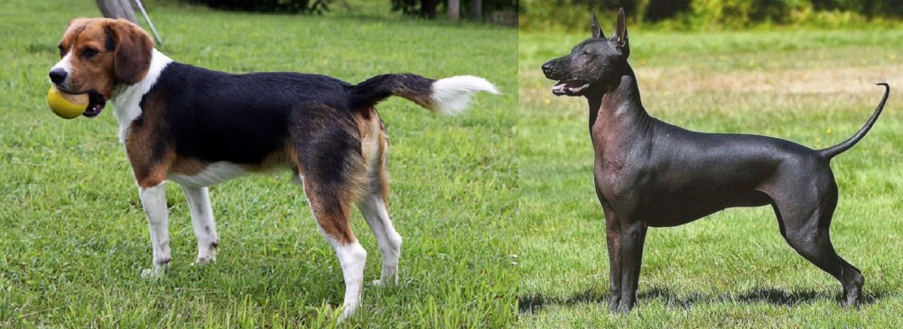 Hairless Khala vs Beaglier - Breed Comparison