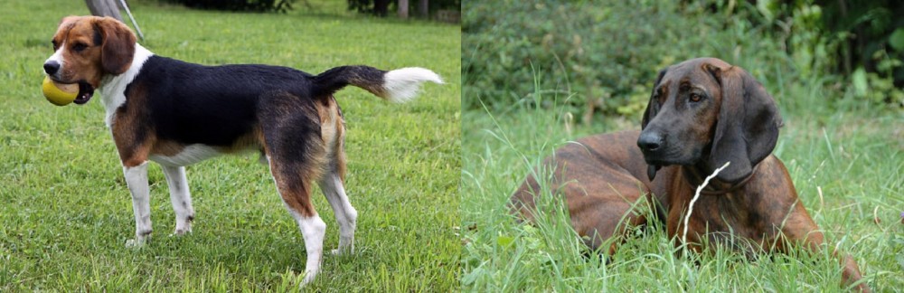Hanover Hound vs Beaglier - Breed Comparison