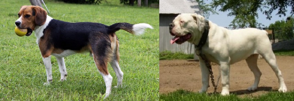 Hermes Bulldogge vs Beaglier - Breed Comparison