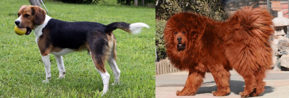 Himalayan Mastiff vs Beaglier - Breed Comparison