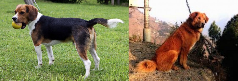 Himalayan Sheepdog vs Beaglier - Breed Comparison