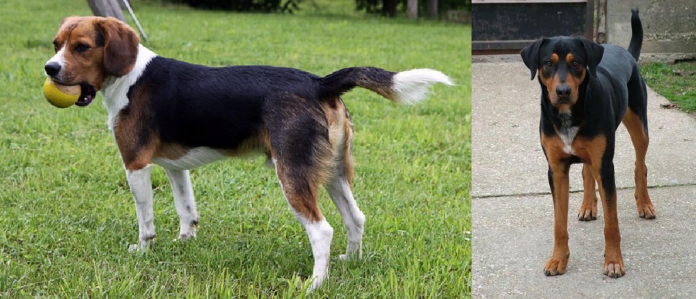 Hungarian Hound vs Beaglier - Breed Comparison