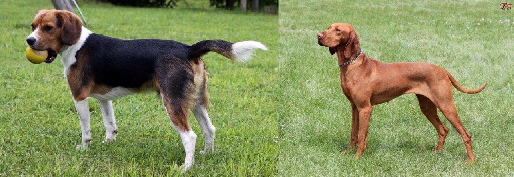 Hungarian Vizsla vs Beaglier - Breed Comparison