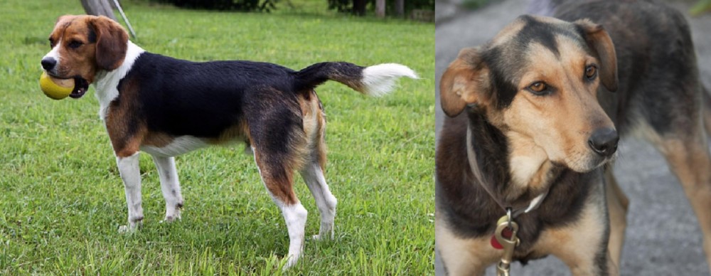 Huntaway vs Beaglier - Breed Comparison