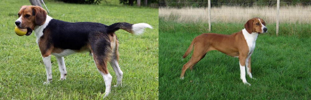 Hygenhund vs Beaglier - Breed Comparison