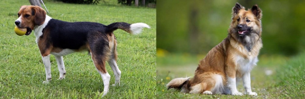 Icelandic Sheepdog vs Beaglier - Breed Comparison