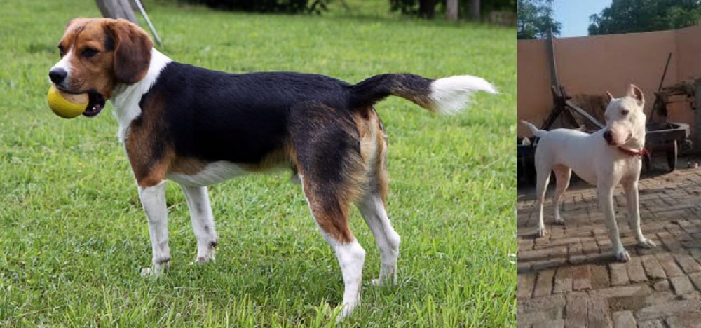 Indian Bull Terrier vs Beaglier - Breed Comparison