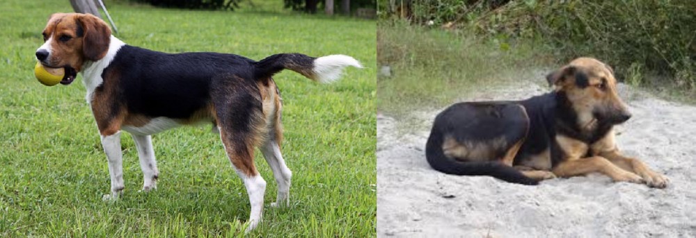 Indian Pariah Dog vs Beaglier - Breed Comparison