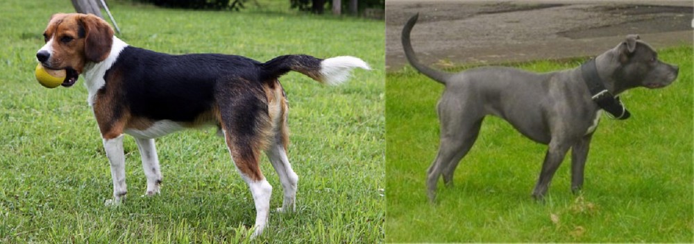 Irish Bull Terrier vs Beaglier - Breed Comparison