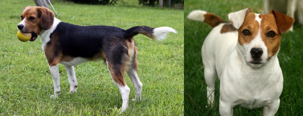 Irish Jack Russell vs Beaglier - Breed Comparison