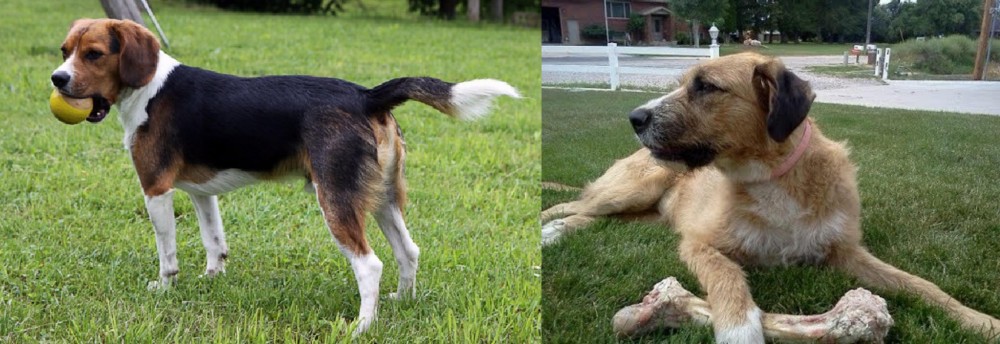 Irish Mastiff Hound vs Beaglier - Breed Comparison