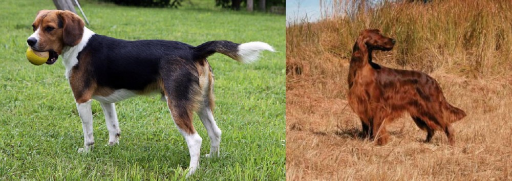 Irish Setter vs Beaglier - Breed Comparison