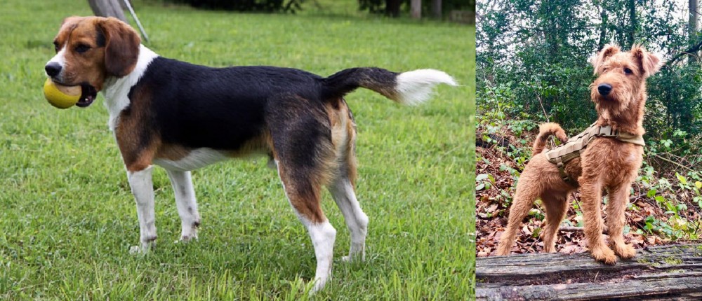Irish Terrier vs Beaglier - Breed Comparison