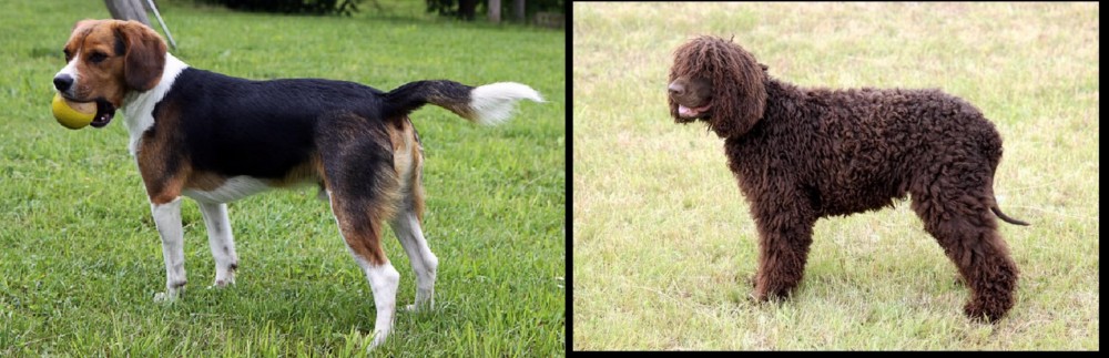Irish Water Spaniel vs Beaglier - Breed Comparison
