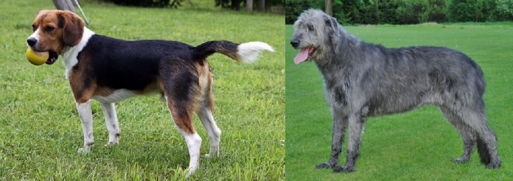 Irish Wolfhound vs Beaglier - Breed Comparison