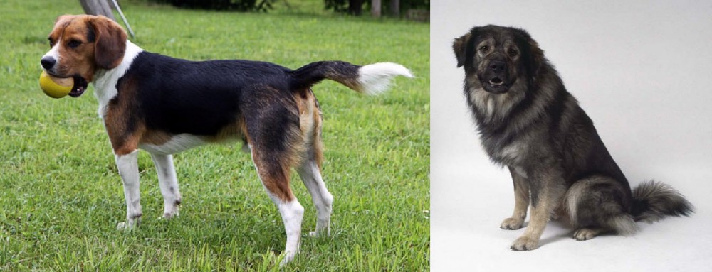 Istrian Sheepdog vs Beaglier - Breed Comparison