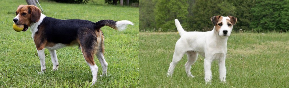 Jack Russell Terrier vs Beaglier - Breed Comparison