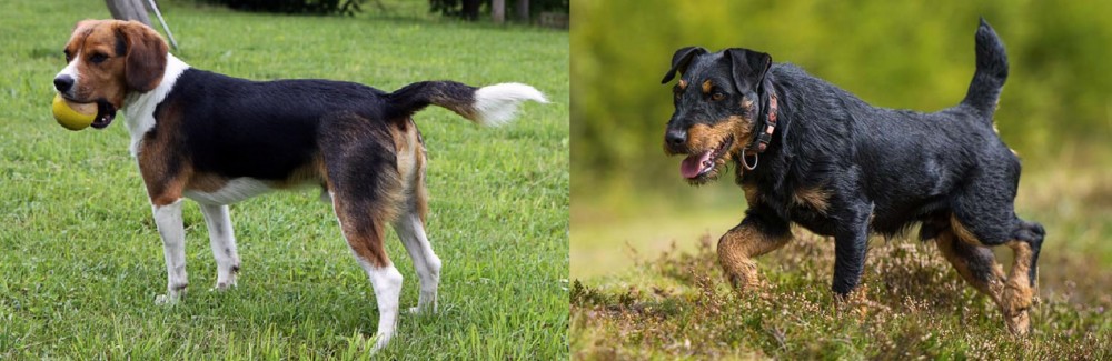 Jagdterrier vs Beaglier - Breed Comparison