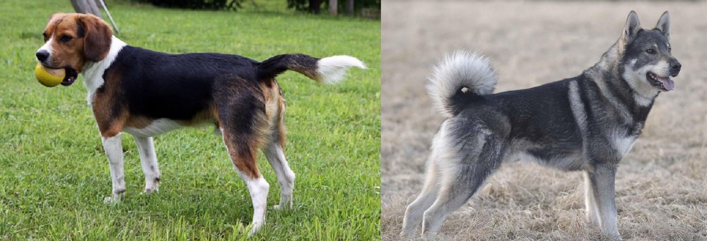 Jamthund vs Beaglier - Breed Comparison