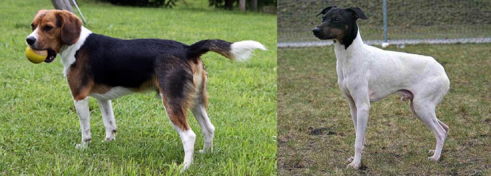 Japanese Terrier vs Beaglier - Breed Comparison