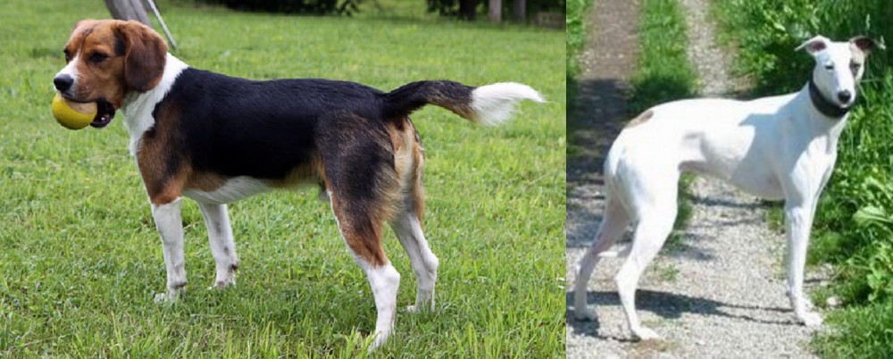 Kaikadi vs Beaglier - Breed Comparison