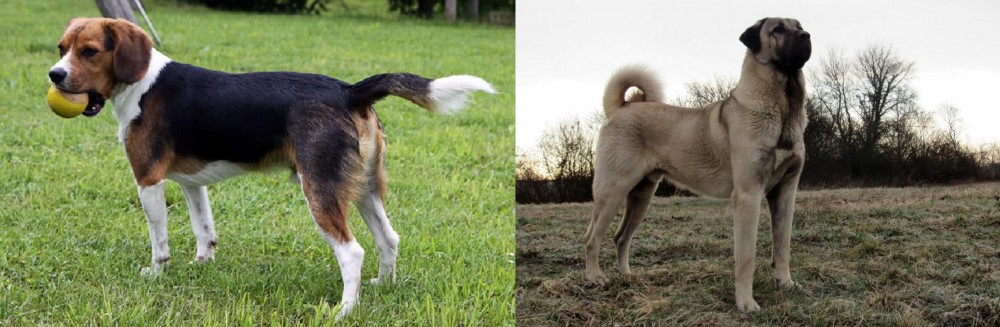 Kangal Dog vs Beaglier - Breed Comparison