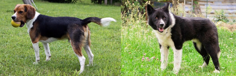 Karelian Bear Dog vs Beaglier - Breed Comparison