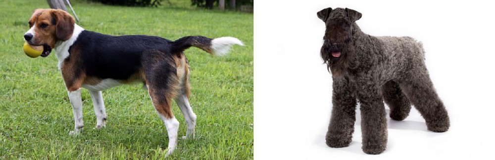 Kerry Blue Terrier vs Beaglier - Breed Comparison
