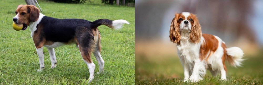 King Charles Spaniel vs Beaglier - Breed Comparison