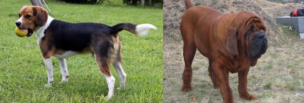 Korean Mastiff vs Beaglier - Breed Comparison