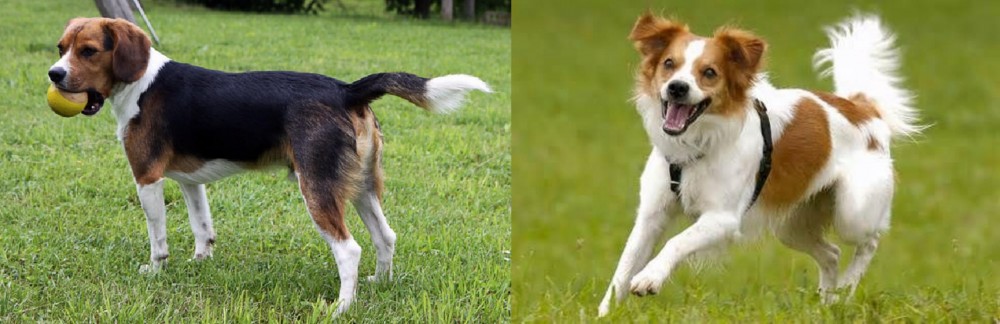 Kromfohrlander vs Beaglier - Breed Comparison