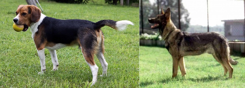 Kunming Dog vs Beaglier - Breed Comparison