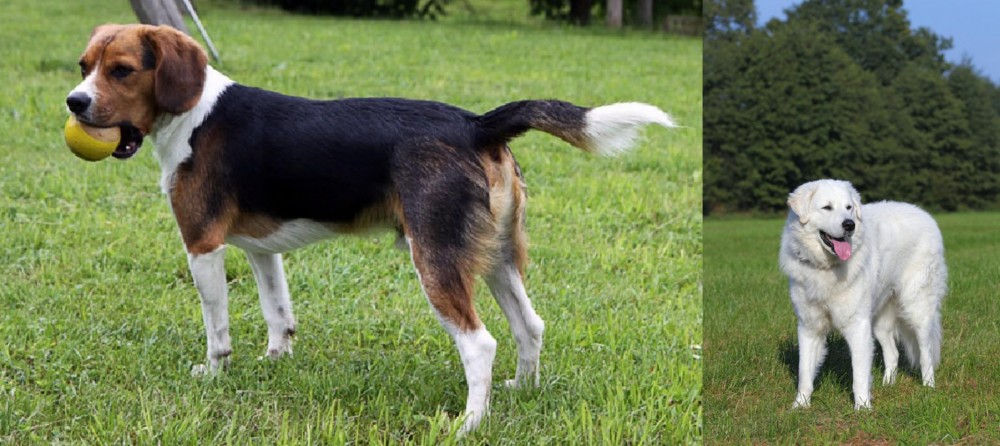 Kuvasz vs Beaglier - Breed Comparison