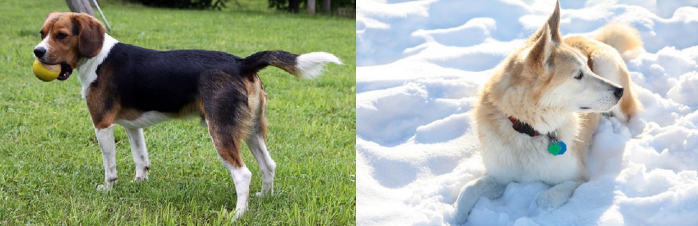Labrador Husky vs Beaglier - Breed Comparison