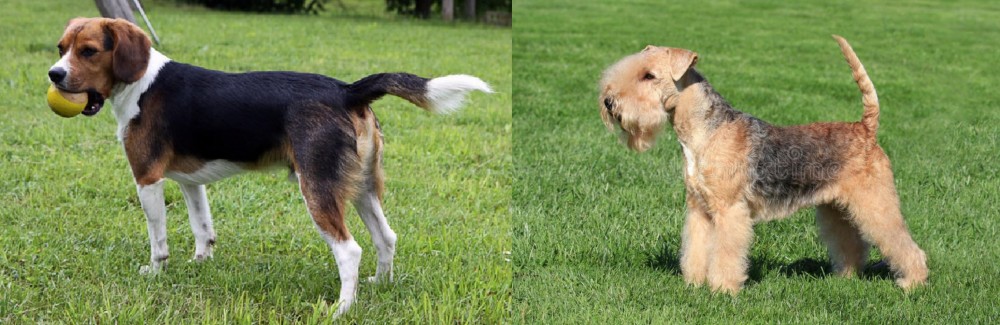Lakeland Terrier vs Beaglier - Breed Comparison