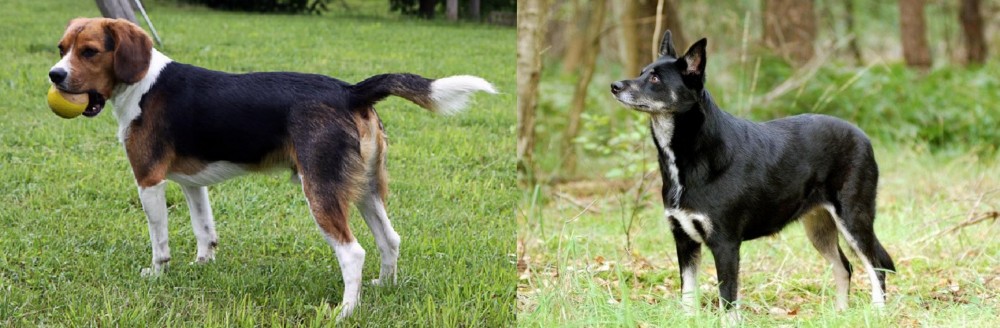 Lapponian Herder vs Beaglier - Breed Comparison